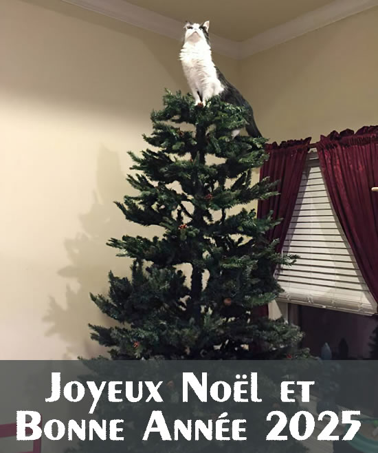 image joyeux noël et bonne année 2025 avec chat