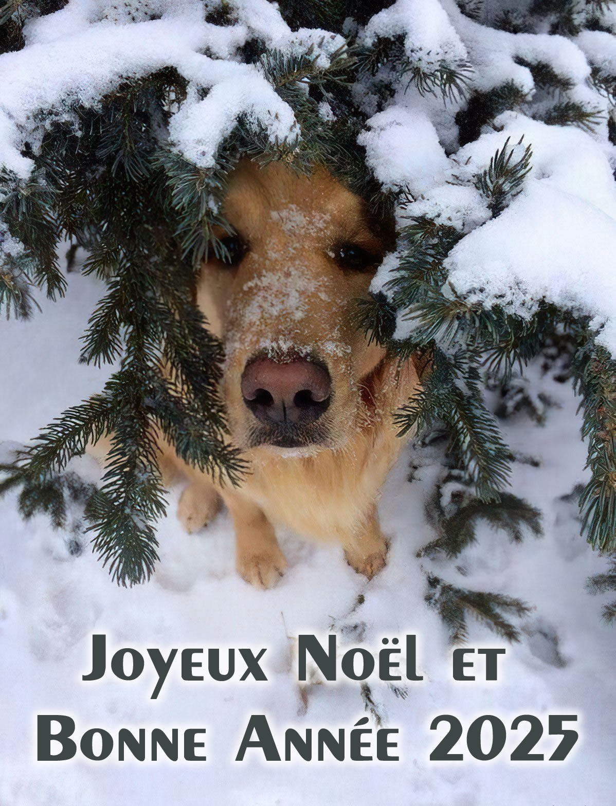 Image drôle Un chien sous le sapin de Noël