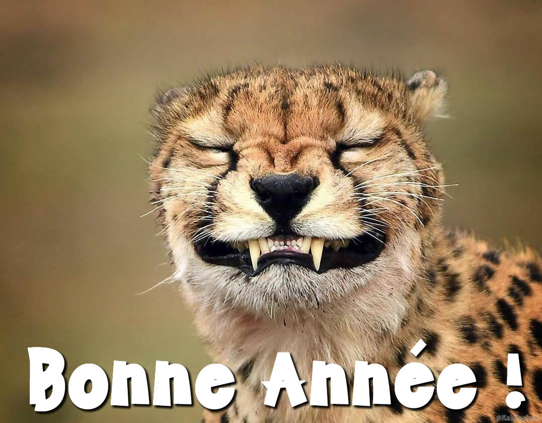 image drole faux sourires d'un guépard pour les voeux du nouvel an