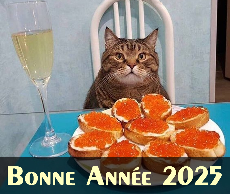 image drole Un chat fête la nouvelle année