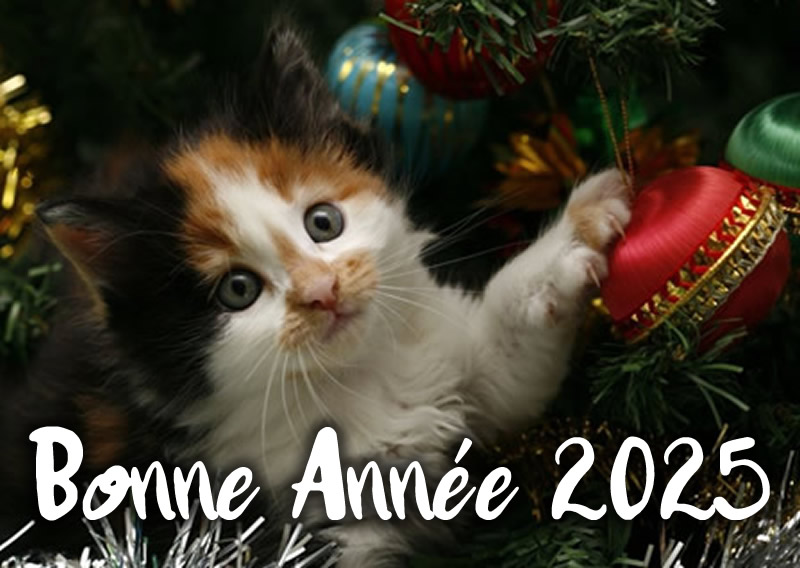 Image Chiens, chats et nouvel an : Attention !